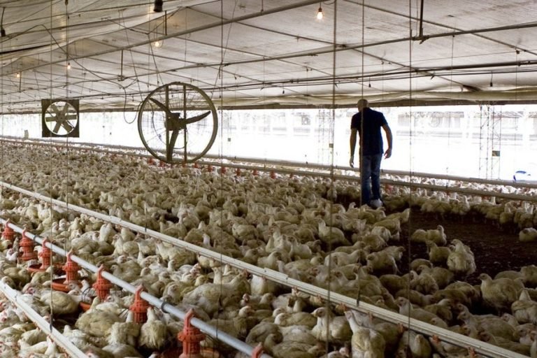 Criadores de pollos quieren “cortar rutas” por falta de precios justos
