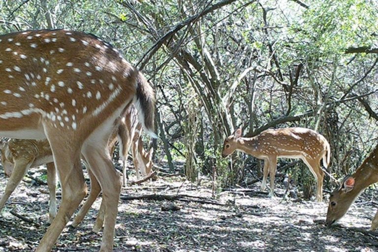 El ciervo encontrado en Oro Verde es axis, una especie exótica