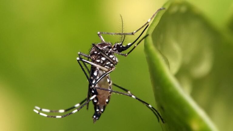 Vecinos alertan sobre la proliferación de mosquitos transmisores de dengue en Oro Verde